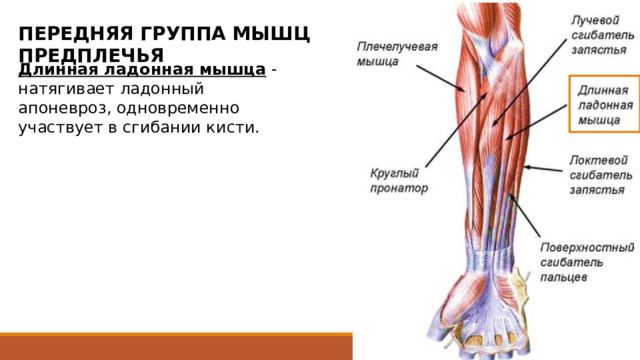 ПЕРЕДНЯЯ ГРУППА МЫШЦ ПРЕДПЛЕЧЬЯ Длинная ладонная мышца - натягивает ладонный апоневроз, одновременно участвует в сгибании кисти. начинается от медиального надмыщелка плеча, фасции и прилежащих мышечных перегородок предплечья. Имеет веретенообразное короткое мышечное брюшко, которое на середине предплечья переходит в плоское длинное сухожилие. Последнее проходит на кисть над удерживателем сгибателей и вплетается в проксимальный отдел ладонного апоневроза. 25 