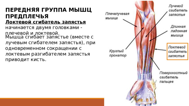 ПЕРЕДНЯЯ ГРУППА МЫШЦ ПРЕДПЛЕЧЬЯ Локтевой сгибатель запястья начинается двумя головками - плечевой и локтевой. Мышца сгибает запястье (вместе с лучевым сгибателем запястья), при одновременном сокращении с локтевым разгибателем запястья приводит кисть. Плечевая головка берет начало от медиального надмыщелка и медиальной межмышечной перегородки плеча. Локтевая головка начинается глубже - от глубокой пластинки (листка) фасции предплечья, медиального края локтевого отростка, заднего края локтевой кости. Вблизи начала, в проксимальной трети предплечья, обе головки сливаются. Далее мышца направляется к ладонной поверхности кисти по медиальному краю предплечья и переходит в длинное сухожилие, которое прикрепляется к гороховидной кости. Часть пучков сухожилия продолжается ниже, образуя гороховидно-крючковую связку; прикрепляется к крючку крючковидной кости, гороховидно-пястной связке и к основанию 5 пястной кости. 25 