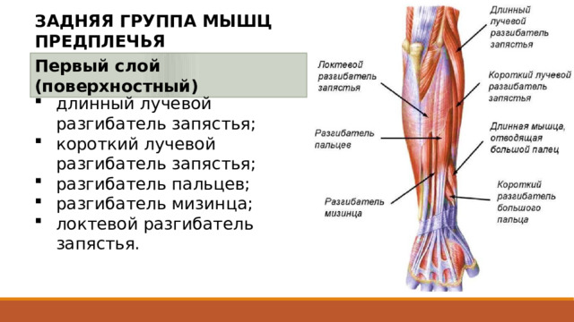 ЗАДНЯЯ ГРУППА МЫШЦ ПРЕДПЛЕЧЬЯ Первый слой (поверхностный) длинный лучевой разгибатель запястья; короткий лучевой разгибатель запястья; разгибатель пальцев; разгибатель мизинца; локтевой разгибатель запястья. 