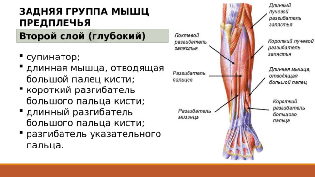 ЗАДНЯЯ ГРУППА МЫШЦ ПРЕДПЛЕЧЬЯ Второй слой (глубокий) супинатор; длинная мышца, отводящая большой палец кисти; короткий разгибатель большого пальца кисти; длинный разгибатель большого пальца кисти; разгибатель указательного пальца. 