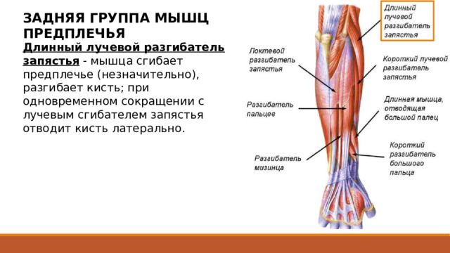ЗАДНЯЯ ГРУППА МЫШЦ ПРЕДПЛЕЧЬЯ Длинный лучевой разгибатель запястья - мышца сгибает предплечье (незначительно), разгибает кисть; при одновременном сокращении с лучевым сгибателем запястья отводит кисть латерально. начинается мышечными пучками от латерального надмыщелка плечевой кости и латеральной межмышечной перегородки плеча. Здесь мышца непосредственно прилежит к латеральной поверхности капсулы локтевого сустава. Дистально на всем протяжении предплечья мышца занимает промежуток между плечелучевой мышцей (спереди) и коротким разгибателем запястья (сзади). На середине предплечья мышца переходит в плоское сухожилие, которое, пройдя под удерживателем разгибателей, прикрепляется к основанию 2 пястной кости. 25 