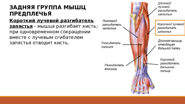 ЗАДНЯЯ ГРУППА МЫШЦ ПРЕДПЛЕЧЬЯ Короткий лучевой разгибатель запястья - мышца разгибает кисть; при одновременном сокращении вместе с лучевым сгибателем запястья отводит кисть. начинается от латерального надмыщелка плечевой кости, лучевой коллатеральной связки, от фасции предплечья. Прикрепляется к тыльной поверхности основания 3 пястной кости. 25 