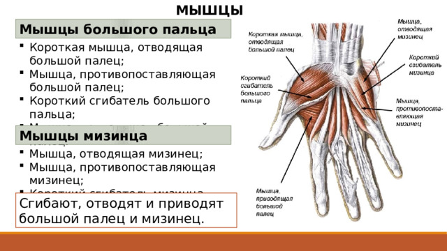 МЫШЦЫ КИСТИ Мышцы большого пальца Короткая мышца, отводящая большой палец; Мышца, противопоставляющая большой палец; Короткий сгибатель большого пальца; Мышца, приводящая большой палец. Мышцы мизинца Мышца, отводящая мизинец; Мышца, противопоставляющая мизинец; Короткий сгибатель мизинца. Сгибают, отводят и приводят большой палец и мизинец. 