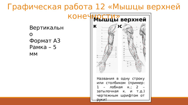 Графическая работа 12 «Мышцы верхней конечности» Мышцы верхней конечности Вертикально Формат А3 Рамка – 5 мм Мышцы свободной верхней конечности - Пластическая анатомия Названия в одну строку или столбиком (пример: 1 – лобная к.; 2 – затылочная к. и т.д.) чертежным шрифтом от руки! 25 