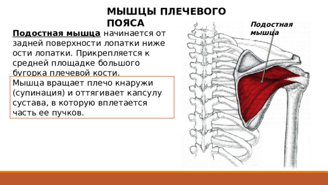 МЫШЦЫ ПЛЕЧЕВОГО ПОЯСА Подостная мышца Подостная мышца  начинается от задней поверхности лопатки ниже ости лопатки. Прикрепляется к средней площадке большого бугорка плечевой кости. Мышца вращает плечо кнаружи (супинация) и оттягивает капсулу сустава, в которую вплетается часть ее пучков. Пучки мышцы, конвергируя, проходят в латеральном направлении и несколько кверху (позади плечевого сустава).  Ость в анатомии  — это  заострённое образование на поверхности кости . 2 