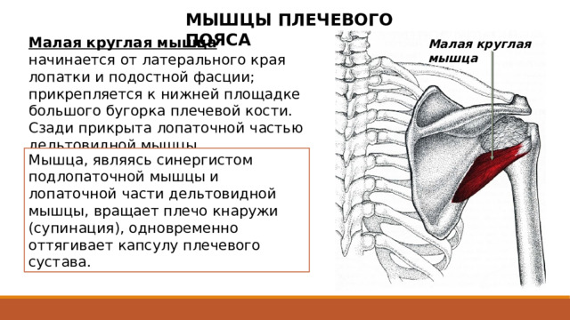 МЫШЦЫ ПЛЕЧЕВОГО ПОЯСА Малая круглая мышца  начинается от латерального края лопатки и подостной фасции; прикрепляется к нижней площадке большого бугорка плечевой кости. Сзади прикрыта лопаточной частью дельтовидной мышцы. Малая круглая мышца Мышца, являясь синергистом подлопаточной мышцы и лопаточной части дельтовидной мышцы, вращает плечо кнаружи (супинация), одновременно оттягивает капсулу плечевого сустава. Снизу непосредственно прилежит к подостной мышце.  Мышцы-синергисты  — это  мышцы, которые действуют совместно для осуществления определённого движения . Другими словами, это мышцы, которые выполняют одинаковую работу, то есть одинаковое движение в конкретном суставе. 2 