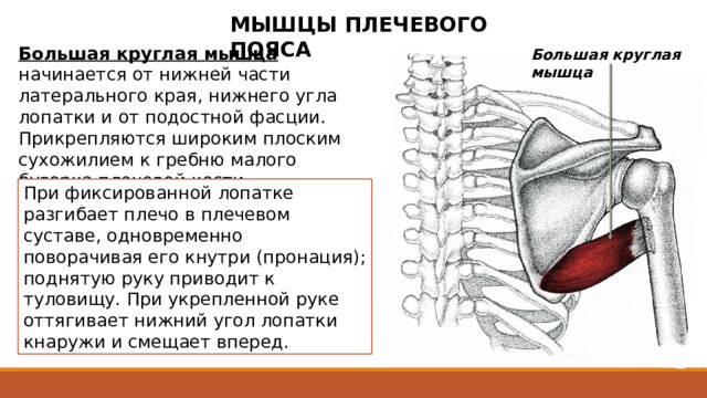 МЫШЦЫ ПЛЕЧЕВОГО ПОЯСА Большая круглая мышца  начинается от нижней части латерального края, нижнего угла лопатки и от подостной фасции. Прикрепляются широким плоским сухожилием к гребню малого бугорка плечевой кости. Большая круглая мышца При фиксированной лопатке разгибает плечо в плечевом суставе, одновременно поворачивая его кнутри (пронация); поднятую руку приводит к туловищу. При укрепленной руке оттягивает нижний угол лопатки кнаружи и смещает вперед. Пучки мышцы направляются вдоль латерального края лопатки, пересекают с медиальной стороны плечевую кость ниже уровня ее хирургической шейки. Прикрепляются широким плоским сухожилием к гребню малого бугорка плечевой кости, дистальнее и несколько кзади места прикрепления сухожилия широчайшей мышцы спины. 2 