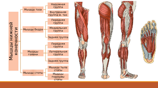 Мышцы нижней конечности Наружная группа Мышцы таза Внутренняя группа м. таз Передняя группа Медиальная группа Мышцы бедра Задняя группа Передняя группа Мышцы голени Латеральная группа Задняя группа Мышцы тыла стопы Мышцы стопы Мышцы подошвы стопы 2 