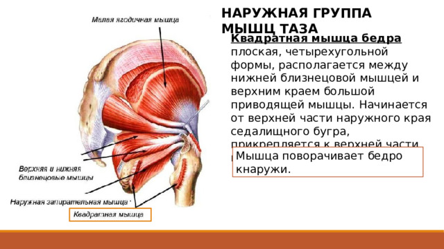 НАРУЖНАЯ ГРУППА МЫШЦ ТАЗА Квадратная мышца бедра плоская, четырехугольной формы, располагается между нижней близнецовой мышцей и верхним краем большой приводящей мышцы. Начинается от верхней части наружного края седалищного бугра, прикрепляется к верхней части межвертельного гребня. Мышца поворачивает бедро кнаружи. 