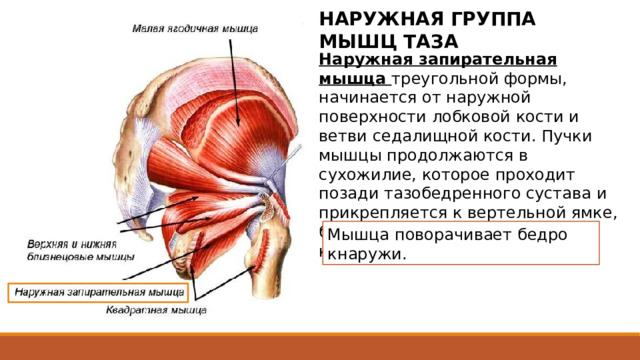 НАРУЖНАЯ ГРУППА МЫШЦ ТАЗА Наружная запирательная мышца треугольной формы, начинается от наружной поверхности лобковой кости и ветви седалищной кости. Пучки мышцы продолжаются в сухожилие, которое проходит позади тазобедренного сустава и прикрепляется к вертельной ямке, бедренной кости и суставной капсуле. Мышца поворачивает бедро кнаружи. Треугольной формы, начинается от наружной поверхности лобковой кости и ветви седалищной кости, а также от медиальных двух третей запирательной перепонки. Пучки мышцы, конвергируя, проходят назад, латерально и кверху, продолжаясь в сухожилие, которое проходит позади тазобедренного сустава и прикрепляется к вертельной ямке, бедренной кости и суставной капсуле. 2 