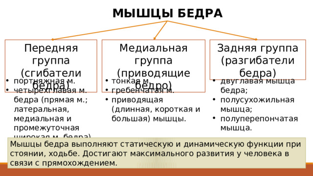 МЫШЦЫ БЕДРА Передняя группа (сгибатели бедра) Задняя группа (разгибатели бедра) Медиальная группа (приводящие бедро) портняжная м. четырехглавая м. бедра (прямая м.; латеральная, медиальная и промежуточная широкая м. бедра) тонкая м. гребенчатая м. приводящая (длинная, короткая и большая) мышцы. двуглавая мышца бедра; полусухожильная мышца; полуперепончатая мышца. Мышцы бедра подразделяются на три группы: переднюю (сгибатели бедра), заднюю (разгибатели бедра) и медиальную (приводящие бедро). Имея большую массу и значительную протяженность, они способны развивать большую силу, действуя как на тазобедренный, так и на коленный сустав. Как и мышцы таза , они достигают максимального развития у человека в связи с прямохождением. Мышцы бедра выполняют статическую и динамическую функции при стоянии, ходьбе. Достигают максимального развития у человека в связи с прямохождением. 2 