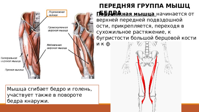 ПЕРЕДНЯЯ ГРУППА МЫШЦ БЕДРА Портняжная мышца начинается от верхней передней подвздошной ости, прикрепляется, переходя в сухожильное растяжение, к бугристости большой берцовой кости и к фасции голени. Начинается от верхней передней подвздошной ости, прикрепляется, переходя в сухожильное растяжение, к бугристости большой берцовой кости и к фасции голени. Мышца пересекает косо сверху вниз и медиально переднюю поверхность бедра. У места прикрепления сухожилие портняжной мышцы срастается с сухожилиями тонкой мышцы и полусухожильной мышцы и образует фиброзную пластинку треугольной формы - так называемую поверхностную гусиную лапку. «Гусиная лапка» в анатомии коленного сустава  — это  место прикрепления сухожилий тонкой, портняжной и полусухожильной мышц  с внутренней (медиальной) стороны колена. Это сухожилие стабилизирует коленный сустав, предохраняя его от чрезмерных ротационных и вальгусных движений. Мышца сгибает бедро и голень, участвует также в повороте бедра кнаружи. 2 
