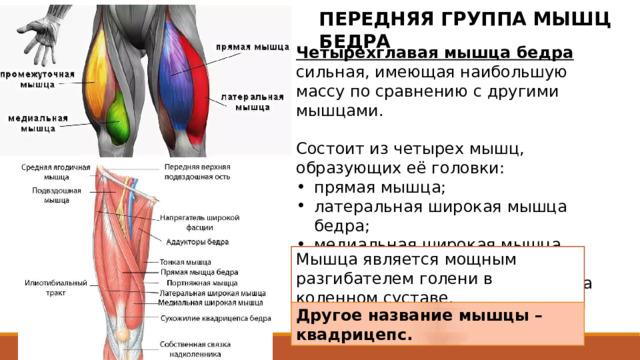 ПЕРЕДНЯЯ ГРУППА МЫШЦ БЕДРА Четырехглавая мышца бедра сильная, имеющая наибольшую массу по сравнению с другими мышцами. Состоит из четырех мышц, образующих её головки: прямая мышца; латеральная широкая мышца бедра; медиальная широкая мышца бедра; промежуточная широкая мышца бедра. Состоит из четырех мышц, образующих ее головки: прямой мышцы, латеральной, медиальной и промежуточной широких мышц бедра, которые прилежат к бедренной кости почти со всех сторон . Мышца является мощным разгибателем голени в коленном суставе. Другое название мышцы – квадрицепс. 2 