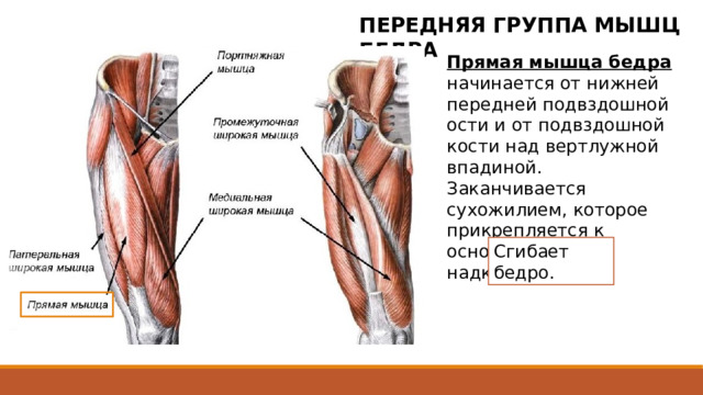 ПЕРЕДНЯЯ ГРУППА МЫШЦ БЕДРА Прямая мышца бедра начинается от нижней передней подвздошной ости и от подвздошной кости над вертлужной впадиной. Заканчивается сухожилием, которое прикрепляется к основанию надколенника. Сгибает бедро. Начинается от нижней передней подвздошной ости и от подвздошной кости над вертлужной впадиной. Между костью и началом мышцы имеется синовиальная сумка. Далее мышца проходит вниз спереди от тазобедренного сустава, выходит на поверхность бедра между мышцей-напрягателем широкой фасции и портняжной мышцей, располагаясь впереди промежуточной широкой мышцы бедра. Заканчивается сухожилием, которое прикрепляется к основанию надколенника. 2 