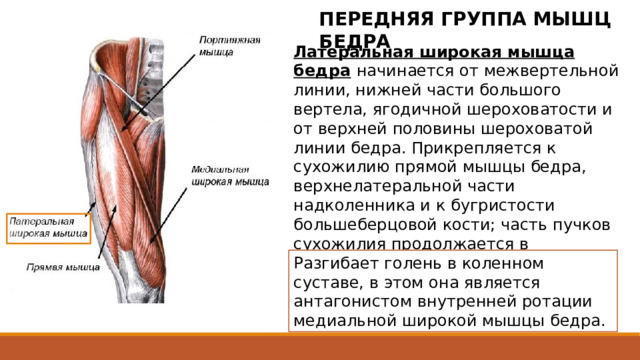 ПЕРЕДНЯЯ ГРУППА МЫШЦ БЕДРА Латеральная широкая мышца бедра  начинается от межвертельной линии, нижней части большого вертела, ягодичной шероховатости и от верхней половины шероховатой линии бедра. Прикрепляется к сухожилию прямой мышцы бедра, верхнелатеральной части надколенника и к бугристости большеберцовой кости; часть пучков сухожилия продолжается в латеральную поддерживающую связку надколенника. Наиболее крупная из всех четырех головок четырехглавой мышцы бедра . Начинается (сухожильными и мышечными пучками) от межвертельной линии, нижней части большого вертела, ягодичной шероховатости и от верхней половины шероховатой линии бедра, а также от латеральной межмышечной перегородки бедра. Прикрепляется к сухожилию прямой мышцы бедра, верхнелатеральной части надколенника и к бугристости большеберцовой кости; часть пучков сухожилия продолжается в латеральную поддерживающую связку надколенника. Разгибает голень в коленном суставе, в этом она является антагонистом внутренней ротации медиальной широкой мышцы бедра. 2 