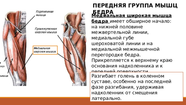 ПЕРЕДНЯЯ ГРУППА МЫШЦ БЕДРА Медиальная широкая мышца бедра имеет обширное начало: на нижней половине межвертельной линии, медиальной губе шероховатой линии и на медиальной межмышечной перегородке бедра. Прикрепляется к верхнему краю основания надколенника и к передней поверхности медиального мыщелка большеберцовой кости. Имеет обширное начало: на нижней половине межвертельной линии, медиальной губе шероховатой линии и на медиальной межмышечной перегородке бедра. Прикрепляется к верхнему краю основания надколенника и к передней поверхности медиального мыщелка большеберцовой кости. Сухожилие этой мышцы принимает участие в формировании медиальной поддерживающей связки надколенника. Разгибает голень в коленном суставе, особенно на последней фазе разгибания, удерживая надколенник от смещения латерально. 2 