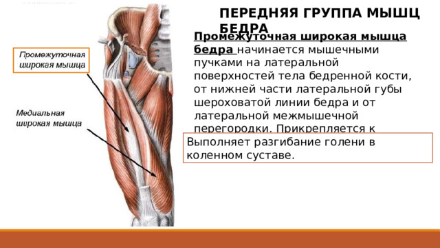 ПЕРЕДНЯЯ ГРУППА МЫШЦ БЕДРА Промежуточная широкая мышца бедра начинается мышечными пучками на латеральной поверхностей тела бедренной кости, от нижней части латеральной губы шероховатой линии бедра и от латеральной межмышечной перегородки. Прикрепляется к основанию надколенника. Выполняет разгибание голени в коленном суставе. начинается мышечными пучками на протяжении верхних двух третей передней и латеральной поверхностей тела бедренной кости, от нижней части латеральной губы шероховатой линии бедра и от латеральной межмышечной перегородки. Прикрепляется к основанию надколенника и вместе с сухожилиями прямой, латеральной и медиальной широких мышц бедра участвует в образовании общего сухожилия четырехглавой мышцы бедра. 2 