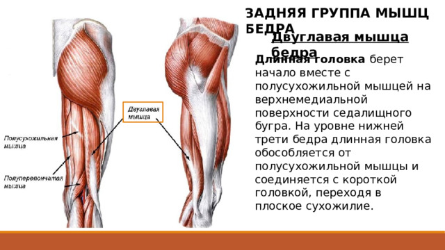 ЗАДНЯЯ ГРУППА МЫШЦ БЕДРА Двуглавая мышца бедра  Длинная головка берет начало вместе с полусухожильной мышцей на верхнемедиальной поверхности седалищного бугра. На уровне нижней трети бедра длинная головка обособляется от полусухожильной мышцы и соединяется с короткой головкой, переходя в плоское сухожилие. Двуглавая мышца бедра имеет две головки - длинную и короткую. Длинная головка берет начало вместе с полусухожильной мышцей на верхнемедиальной поверхности седалищного бугра и от крестцовобугорной связки. На уровне нижней трети бедра длинная головка обособляется от полусухожильной мышцы и соединяется с короткой головкой, переходя в плоское сухожилие. 2 