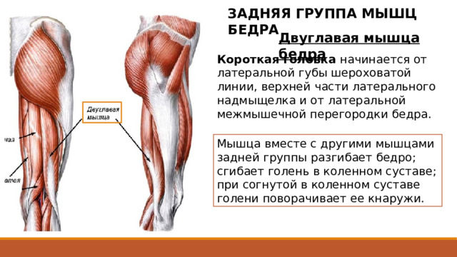 ЗАДНЯЯ ГРУППА МЫШЦ БЕДРА Двуглавая мышца бедра  Короткая головка начинается от латеральной губы шероховатой линии, верхней части латерального надмыщелка и от латеральной межмышечной перегородки бедра. Мышца вместе с другими мышцами задней группы разгибает бедро; сгибает голень в коленном суставе; при согнутой в коленном суставе голени поворачивает ее кнаружи. Двуглавая мышца бедра имеет две головки - длинную и короткую. 2 