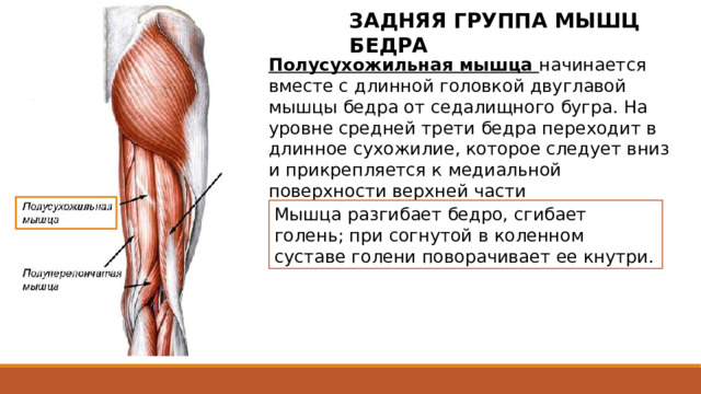 ЗАДНЯЯ ГРУППА МЫШЦ БЕДРА Полусухожильная мышца начинается вместе с длинной головкой двуглавой мышцы бедра от седалищного бугра. На уровне средней трети бедра переходит в длинное сухожилие, которое следует вниз и прикрепляется к медиальной поверхности верхней части большеберцовой кости. Мышца разгибает бедро, сгибает голень; при согнутой в коленном суставе голени поворачивает ее кнутри. Начинается вместе с длинной головкой двуглавой мышцы бедра от седалищного бугра. На уровне средней трети бедра переходит в длинное сухожилие, которое следует вниз по заднемедиальной стороне коленного сустава и прикрепляется к медиальной поверхности верхней части большеберцовой кости (участвует в образовании поверхностной гусиной лапки). 2 