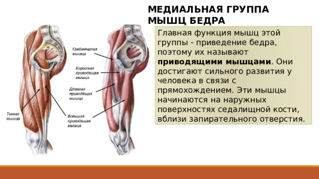 МЕДИАЛЬНАЯ ГРУППА МЫШЦ БЕДРА Главная функция мышц этой группы - приведение бедра, поэтому их называют приводящими мышцами . Они достигают сильного развития у человека в связи с прямохождением. Эти мышцы начинаются на наружных поверхностях седалищной кости, вблизи запирательного отверстия. Места начала мышц занимают сравнительно большую поверхность - от уровня лобкового бугорка до седалищного бугра. Еще более обширно место прикрепления приводящих мышц - от малого вертела до медиального надмыщелка бедра. Общее направление мышечных пучков косое, они проходят спереди назад, сверху вниз к шероховатой линии бедра, которая служит местом прикрепления для большинства из этих мышц. 2 