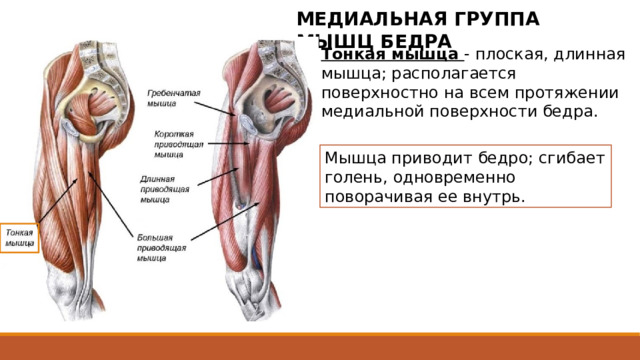 МЕДИАЛЬНАЯ ГРУППА МЫШЦ БЕДРА Тонкая мышца - плоская, длинная мышца; располагается поверхностно на всем протяжении медиальной поверхности бедра. Мышца приводит бедро; сгибает голень, одновременно поворачивая ее внутрь. Начинается коротким сухожилием от нижней половины лобкового симфиза и от нижней ветви лобковой кости. В нижней трети бедра брюшко мышцы располагается между портняжной и полуперепончатой мышцами. Сухожилие тонкой мышцы прикрепляется к медиальной поверхности верхней части тела большеберцовой кости и участвует в образовании поверхностной гусиной лапки. 2 