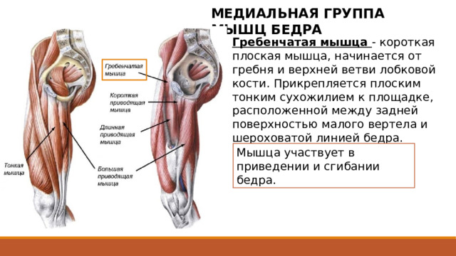 МЕДИАЛЬНАЯ ГРУППА МЫШЦ БЕДРА Гребенчатая мышца - короткая плоская мышца, начинается от гребня и верхней ветви лобковой кости. Прикрепляется плоским тонким сухожилием к площадке, расположенной между задней поверхностью малого вертела и шероховатой линией бедра. Мышца участвует в приведении и сгибании бедра. 