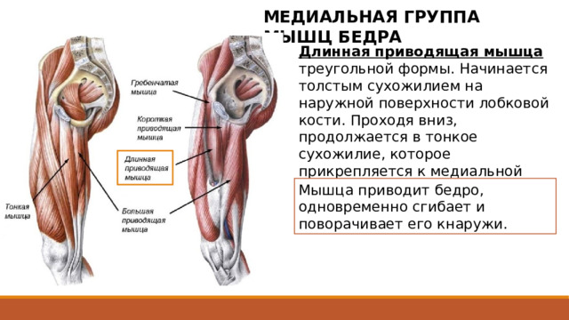 МЕДИАЛЬНАЯ ГРУППА МЫШЦ БЕДРА Длинная приводящая мышца треугольной формы. Начинается толстым сухожилием на наружной поверхности лобковой кости. Проходя вниз, продолжается в тонкое сухожилие, которое прикрепляется к медиальной губе шероховатой линии бедра. Мышца приводит бедро, одновременно сгибает и поворачивает его кнаружи. Треугольной формы, располагается медиально и книзу от гребенчатой мышцы, прикрывает спереди короткую приводящую мышцу и верхние пучки большой приводящей мышцы. Начинается толстым сухожилием на наружной поверхности лобковой кости (между гребнем и лобковым симфизом). Проходя вниз и латерально, продолжается в тонкое сухожилие, которое прикрепляется к медиальной губе шероховатой линии бедра между местами прикрепления большой приводящей мышцы и медиальной широкой мышцей бедра. 2 