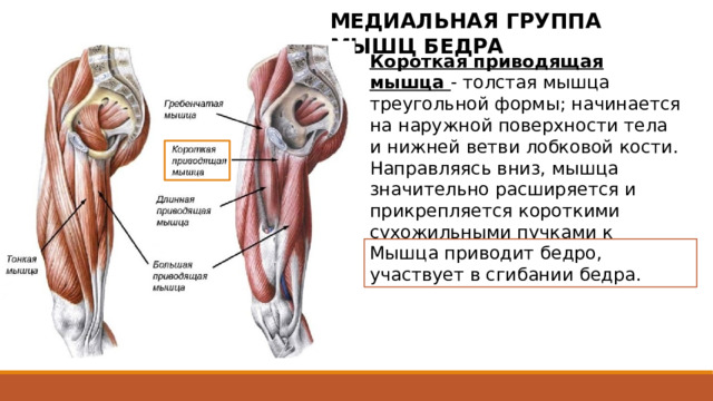 МЕДИАЛЬНАЯ ГРУППА МЫШЦ БЕДРА Короткая приводящая мышца - толстая мышца треугольной формы; начинается на наружной поверхности тела и нижней ветви лобковой кости. Направляясь вниз, мышца значительно расширяется и прикрепляется короткими сухожильными пучками к шероховатой линии на теле бедренной кости. Мышца приводит бедро, участвует в сгибании бедра. 