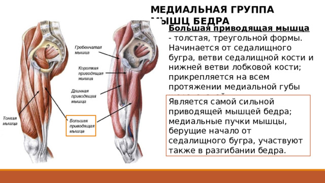 МЕДИАЛЬНАЯ ГРУППА МЫШЦ БЕДРА Большая приводящая мышца - толстая, треугольной формы. Начинается от седалищного бугра, ветви седалищной кости и нижней ветви лобковой кости; прикрепляется на всем протяжении медиальной губы шероховатой линии. Является самой сильной приводящей мышцей бедра; медиальные пучки мышцы, берущие начало от седалищного бугра, участвуют также в разгибании бедра. Самая большая среди мышц медиальной группы бедра. Располагается большая приводящая мышца позади короткой и длинной приводящих мышц. Сзади к ней прилежат полусухожильная, полуперепончатая мышцы и длинная головка двуглавой мышцы бедра. Сухожилие большой приводящей мышцы у места прикрепления к 