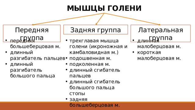 МЫШЦЫ ГОЛЕНИ Передняя группа Латеральная группа Задняя группа передняя большеберцовая м. длинный разгибатель пальцев длинный разгибатель большого пальца трехглавая мышца голени (икроножная и камбаловидная м.) подошвенная м. подколенная м. длинный сгибатель пальцев длинный сгибатель большого пальца стопы задняя большеберцовая м. длинная малоберцовая м. короткая малоберцовая м. Мышцы голени, как и мышцы бедра и тазового пояса, сравнительно сильно развиты. Достаточно развиты их вспомогательные аппараты, что определяется их нагрузкой в связи с прямохождепием, опорно-двигательной функцией нижней конечности. Имея обширное начало на костях, межмышечных перегородках и фасции голени, мышцы голени действуют на коленный, голеностопный и суставы стопы. 2 