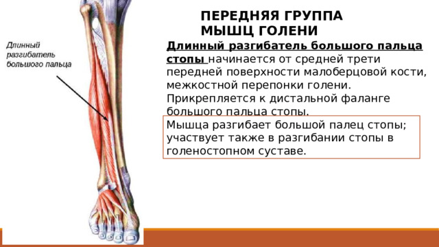 ПЕРЕДНЯЯ ГРУППА МЫШЦ ГОЛЕНИ Длинный разгибатель большого пальца стопы начинается от средней трети передней поверхности малоберцовой кости, межкостной перепонки голени. Прикрепляется к дистальной фаланге большого пальца стопы. Мышца разгибает большой палец стопы; участвует также в разгибании стопы в голеностопном суставе. Располагается между передней большеберцовой мышцей медиально и длинным разгибателем пальцев латерально, частично прикрыта ими спереди. Начинается от средней трети передней поверхности малоберцовой кости, межкостной перепонки голени. Сухожилие мышцы проходит вниз на тыл стопы под верхним и нижним удерживателями (сухожилий) разгибателей в отдельном синовиальном влагалище и прикрепляется к дистальной фаланге большого пальца стопы. Отдельные пучки сухожилия могут прикрепляться также к проксимальной фаланге. 2 