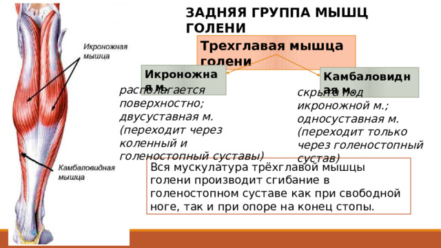 ЗАДНЯЯ ГРУППА МЫШЦ ГОЛЕНИ Трехглавая мышца голени Икроножная м. Камбаловидная м. располагается поверхностно; двусуставная м. (переходит через коленный и голеностопный суставы) скрыта под икроножной м.; односуставная м. (переходит только через голеностопный сустав) Вся мускулатура трёхглавой мышцы голени производит сгибание в голеностопном суставе как при свободной ноге, так и при опоре на конец стопы. Трехглавая мышца голени состоит из двух мышц - икроножной мышцы, которая располагается поверхностно, и камбаловидной мышцы, скрытой под икроножной. Икроножная мышца относится к двусуставным мышцам, она переходит через два сустава - коленный и голеностопный, тогда как камбаловидная мышца является односуставной - переходит только через голеностопный сустав. 2 