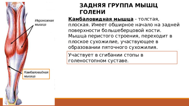 ЗАДНЯЯ ГРУППА МЫШЦ ГОЛЕНИ Камбаловидная мышца - толстая, плоская. Имеет обширное начало на задней поверхности большеберцовой кости. Мышца перистого строения, переходит в плоское сухожилие, участвующее в образовании пяточного сухожилия. Участвует в сгибании стопы в голеностопном суставе. Толстая, плоская, залегает впереди икроножной мышцы. Спереди от нее находятся мышцы глубокого слоя. Камбаловидная мышца имеет обширное начало на задней поверхности большеберцовой кости и от сухожильной дуги, перекидывающейся между большеберцовой и малоберцовой костями. Мышца перистого строения, переходит в плоское сухожилие, участвующее в образовании пяточного сухожилия. 2 
