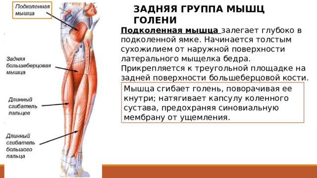 ЗАДНЯЯ ГРУППА МЫШЦ ГОЛЕНИ Подколенная мышца залегает глубоко в подколенной ямке. Начинается толстым сухожилием от наружной поверхности латерального мыщелка бедра. Прикрепляется к треугольной площадке на задней поверхности большеберцовой кости. Мышца сгибает голень, поворачивая ее кнутри; натягивает капсулу коленного сустава, предохраняя синовиальную мембрану от ущемления. 