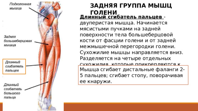 ЗАДНЯЯ ГРУППА МЫШЦ ГОЛЕНИ Длинный сгибатель пальцев - двуперистая мышца. Начинается мясистыми пучками на задней поверхности тела большеберцовой кости от фасции голени и от задней межмышечной перегородки голени. Сухожилие мышцы направляется вниз. Разделяется на четыре отдельных сухожилия, которые прикрепляются к дистальным фалангам 2-5 пальцев. Мышца сгибает дистальные фаланги 2-5 пальцев; сгибает стопу, поворачивая ее кнаружи. Сухожилие длинного сгибателя пальцев направляется вниз, пересекает сзади и с латеральной стороны сухожилие задней большеберцовой мышцы. Далее сухожилие мышцы проходит к подошве стопы позади медиальной лодыжки под удерживателем (сухожилий) сгибателей в отдельном синовиальном влагалище (между сухожилиями задней большеберцовой мышцы медиально и длинным сгибателем большого пальца латерально). Затем сухожилие огибает сзади и снизу опору таранной кости, располагаясь над коротким сгибателем пальцев, разделяется на четыре отдельных сухожилия, которые прикрепляются к дистальным фалангам 2-5 пальцев. 2 