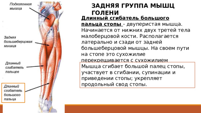 ЗАДНЯЯ ГРУППА МЫШЦ ГОЛЕНИ Длинный сгибатель большого пальца стопы - двуперистая мышца. Начинается от нижних двух третей тела малоберцовой кости. Располагается латерально и сзади от задней большеберцовой мышцы. На своем пути на стопе это сухожилие перекрещивается с сухожилием длинного сгибателя пальцев (лежит под ним). Мышца сгибает большой палец стопы, участвует в сгибании, супинации и приведении стопы; укрепляет продольный свод стопы. Начинается от нижних двух третей тела малоберцовой кости, межкостной перепонки, задней межмышечной перегородки голени. Располагается латерально и сзади от задней большеберцовой мышцы. На своем пути на стопе это сухожилие перекрещивается с сухожилием длинного сгибателя пальцев (лежит под ним). На всем протяжении подошвенной поверхности 1 плюсневой кости сухожилие длинного сгибателя большого пальца стопы залегает между медиальным и латеральным брюшками короткого сгибателя большого пальца стопы. 2 
