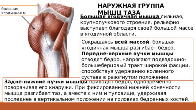 НАРУЖНАЯ ГРУППА МЫШЦ ТАЗА большая ягодичная м. Большая ягодичная мышца сильная, крупнопучкового строения, рельефно выступает благодаря своей большой массе в ягодичной области. Сокращаясь всей массой , большая ягодичная мышца разгибает бедро. Передне-верхние пучки мышцы отводят бедро, напрягают подвздошно-большеберцовый тракт широкой фасции, способствуя удержанию коленного сустава в разогнутом положении. Достигает наибольшего развития у человека в связи с прямохождением. Располагаясь поверхностно, имеет широкое начало: от гребня подвздошной кости, начальной - сухожильной части мышцы, выпрямляющей позвоночник, дорсальных поверхностей крестца и копчика, от крестцово-бугорной связки. Мышца может действовать на тазобедренный сустав как всей массой, так и частями. (придает телу 