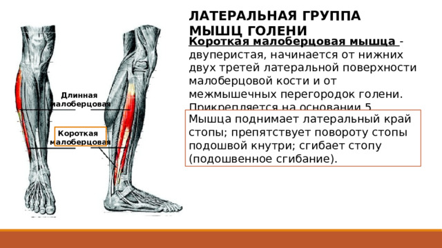 ЛАТЕРАЛЬНАЯ ГРУППА МЫШЦ ГОЛЕНИ Короткая малоберцовая мышца - двуперистая, начинается от нижних двух третей латеральной поверхности малоберцовой кости и от межмышечных перегородок голени. Прикрепляется на основании 5 плюсневой кости. Длинная малоберцовая Мышца поднимает латеральный край стопы; препятствует повороту стопы подошвой кнутри; сгибает стопу (подошвенное сгибание). Короткая малоберцовая Сухожилие мышцы проходит на стопу позади латеральной лодыжки, залегая в общем синовиальном влагалище вместе с сухожилием длинной малоберцовой мышцы под удерживателем (сухожилий) малоберцовых мышц. У нижнего края этого удерживателя сухожилие короткой малоберцовой мышцы поворачивает вперед и проходит по наружной стороне пяточной кости под малоберцовым блоком к месту прикрепления на основании 5 плюсневой кости. 2 