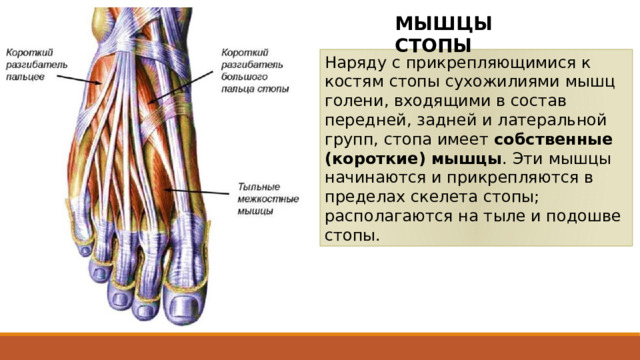 МЫШЦЫ СТОПЫ Наряду с прикрепляющимися к костям стопы сухожилиями мышц голени, входящими в состав передней, задней и латеральной групп, стопа имеет собственные (короткие) мышцы . Эти мышцы начинаются и прикрепляются в пределах скелета стопы; располагаются на тыле и подошве стопы. Эти мышцы начинаются и прикрепляются в пределах скелета стопы, имеют сложные анатомо-топографические и функциональные взаимоотношения с сухожилиями тех мышц голени, пункты прикрепления которых находятся на костях стопы; располагаются на тыле и подошве стопы. 2 