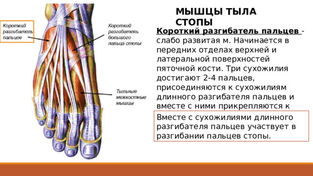 МЫШЦЫ ТЫЛА СТОПЫ Короткий разгибатель пальцев - слабо развитая м. Начинается в передних отделах верхней и латеральной поверхностей пяточной кости. Три сухожилия достигают 2-4 пальцев, присоединяются к сухожилиям длинного разгибателя пальцев и вместе с ними прикрепляются к основаниям средних и дистальных фаланг. Вместе с сухожилиями длинного разгибателя пальцев участвует в разгибании пальцев стопы. Мышцы тыла стопы залегают под тыльной фасцией стопы и сухожилиями длинных разгибателей пальцев. Они представлены двумя мышцами - коротким разгибателем пальцев и коротким разгибателем большого пальца стопы. Мышца проходит по тыльной поверхности стопы, в латеральной ее части, косо вперед и медиально. Три ее сухожилия достигают 2-4 пальцев, присоединяются с латеральной стороны к сухожилиям длинного разгибателя пальцев и вместе с ними прикрепляются к основаниям средних и дистальных фаланг. 2 