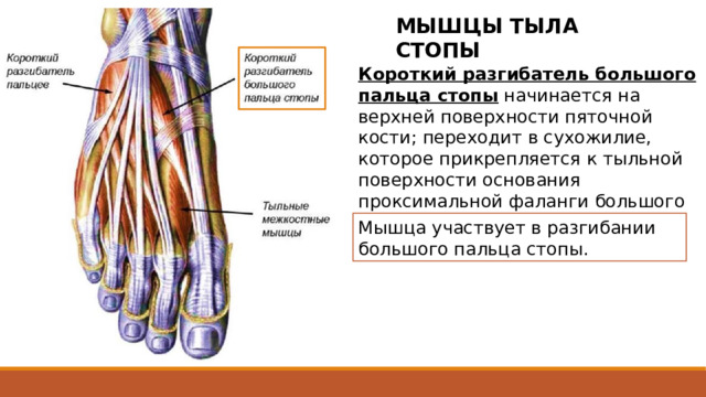МЫШЦЫ ТЫЛА СТОПЫ Короткий разгибатель большого пальца стопы начинается на верхней поверхности пяточной кости; переходит в сухожилие, которое прикрепляется к тыльной поверхности основания проксимальной фаланги большого пальца стопы. Мышца участвует в разгибании большого пальца стопы. 