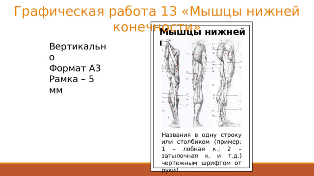 Графическая работа 13 «Мышцы нижней конечности» Мышцы нижней конечности Вертикально Формат А3 Рамка – 5 мм Названия в одну строку или столбиком (пример: 1 – лобная к.; 2 – затылочная к. и т.д.) чертежным шрифтом от руки! 