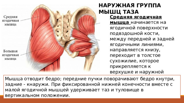 НАРУЖНАЯ ГРУППА МЫШЦ ТАЗА Средняя ягодичная мышца начинается на ягодичной поверхности подвздошной кости, между передней и задней ягодичными линиями, направляется книзу, переходит в толстое сухожилие, которое прикрепляется к верхушке и наружной поверхности большого вертела. Мышца отводит бедро; передние пучки поворачивают бедро кнутри, задние - кнаружи. При фиксированной нижней конечности вместе с малой ягодичной мышцей удерживает таз и туловище в вертикальном положении. 