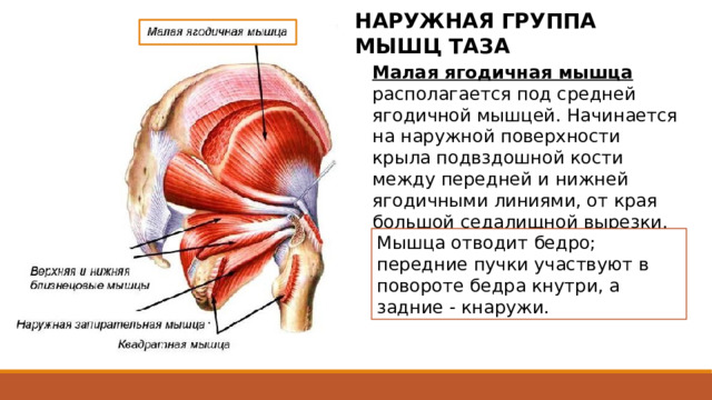 НАРУЖНАЯ ГРУППА МЫШЦ ТАЗА Малая ягодичная мышца располагается под средней ягодичной мышцей. Начинается на наружной поверхности крыла подвздошной кости между передней и нижней ягодичными линиями, от края большой седалищной вырезки. Мышца отводит бедро; передние пучки участвуют в повороте бедра кнутри, а задние - кнаружи. 