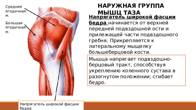 НАРУЖНАЯ ГРУППА МЫШЦ ТАЗА Средняя ягодичная м. Напрягатель широкой фасции бедра начинается от верхней передней подвздошной ости и прилежащей части подвздошного гребня. Прикрепляется к латеральному мыщелку большеберцовой кости. Большая ягодичная м. Мышца напрягает подвздошно-берцовый тракт, способствуя укреплению коленного сустава в разогнутом положении; сгибает бедро. Начинается от верхней передней подвздошной ости и прилежащей части подвздошного гребня. Мышца заключена между поверхностной и глубокой пластинками широкой фасции. На уровне границы между верхней и средней третями бедра переходит в подвздошно-берцовый тракт широкой фасции бедра, который продолжается вниз и прикрепляется к латеральному мыщелку большеберцовой кости. Напрягатель широкой фасции бедра 2 