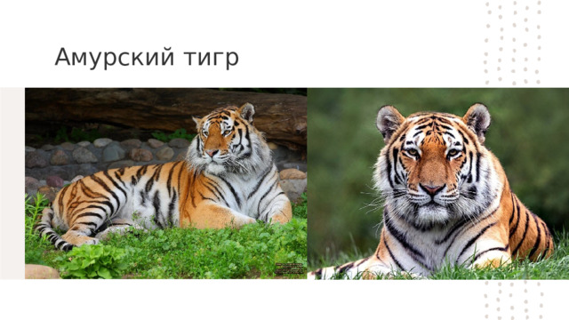 Амурский тигр 