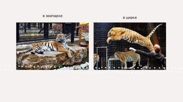 в зоопарке в цирке 