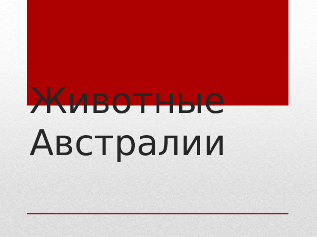 Животные Австралии 