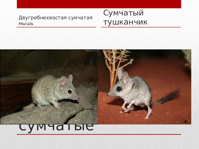 Двугребнехвостая сумчатая мышь Сумчатый тушканчик Самые маленькие сумчатые 